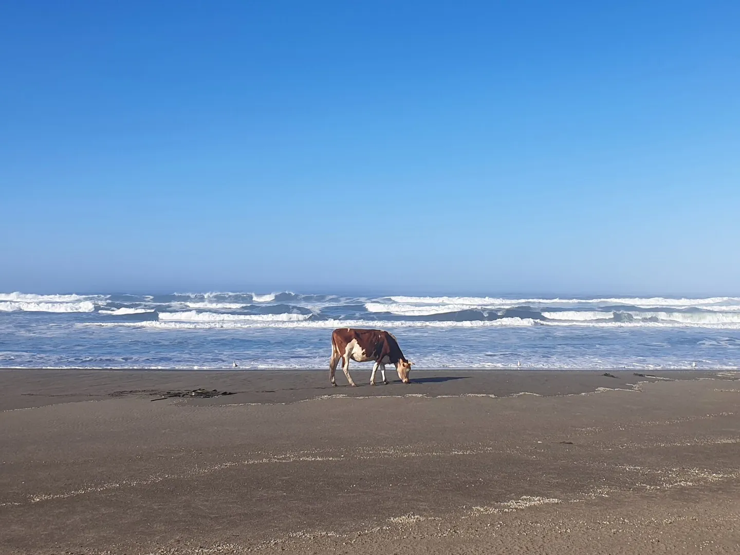 Vaca junto al oleaje en Playa Colún
