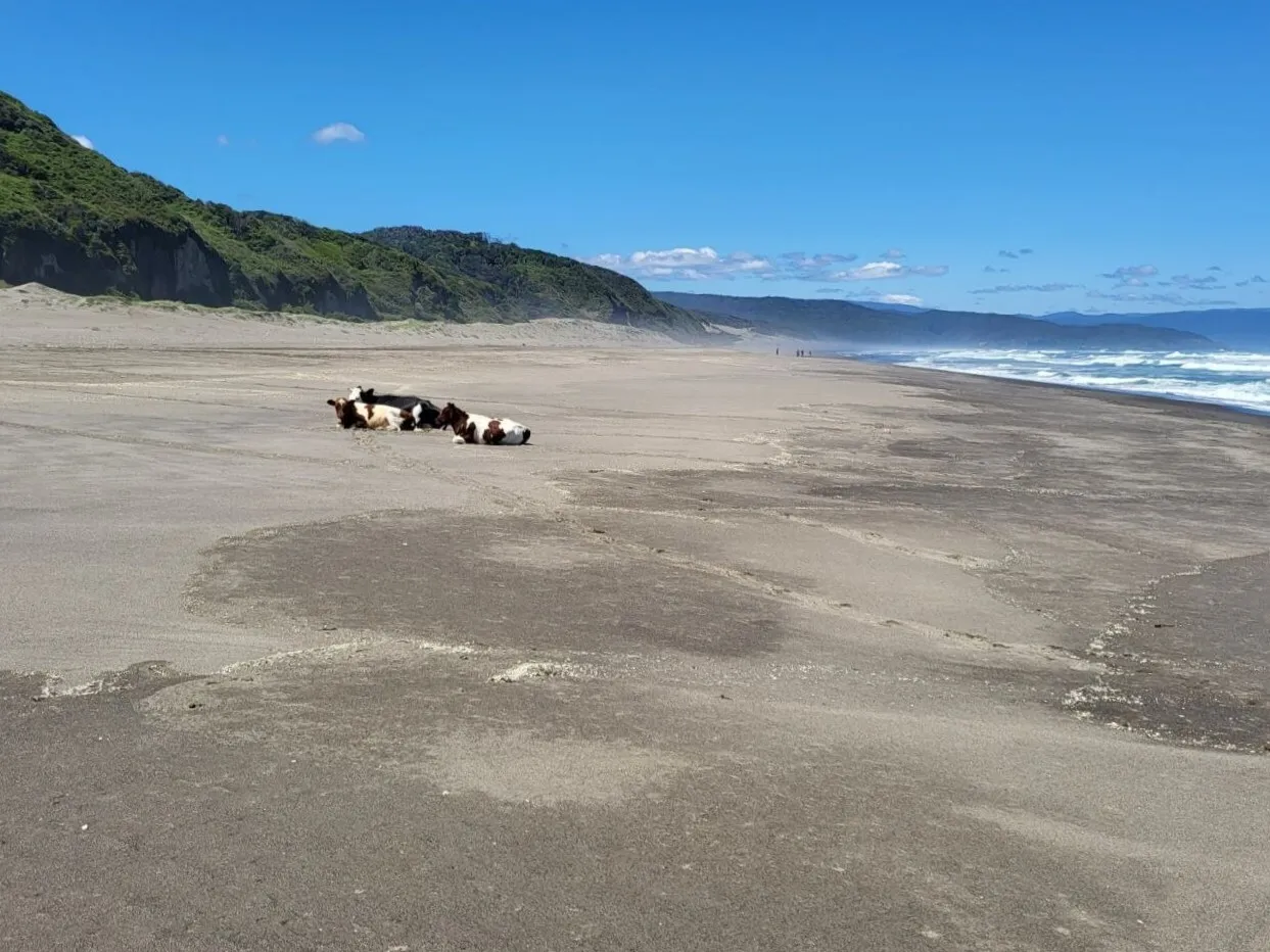 Vacas descansando en la arena de Playa Colún